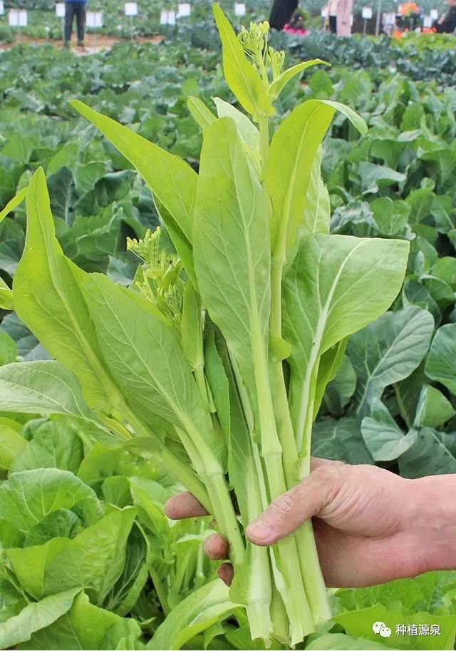 5怎么选国外节点8月份种植白菜苔国内品种和国外品种哪个好农户该怎么