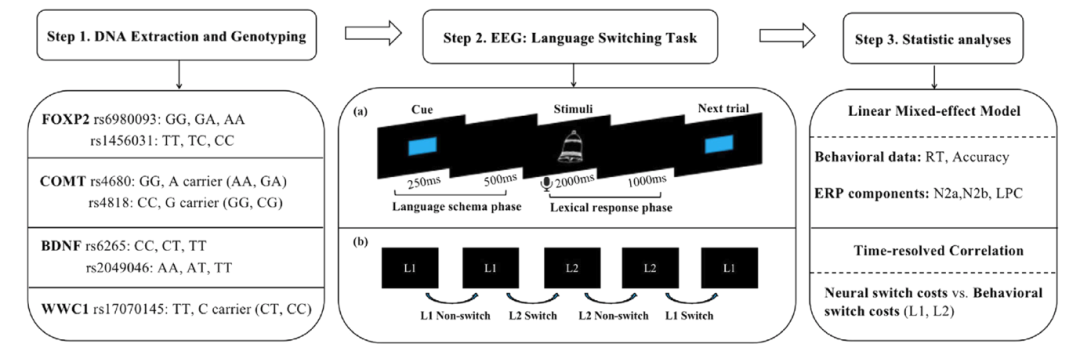 Hum Brain Mapp | 双语者语言控制的遗传基础：一项EEG研究