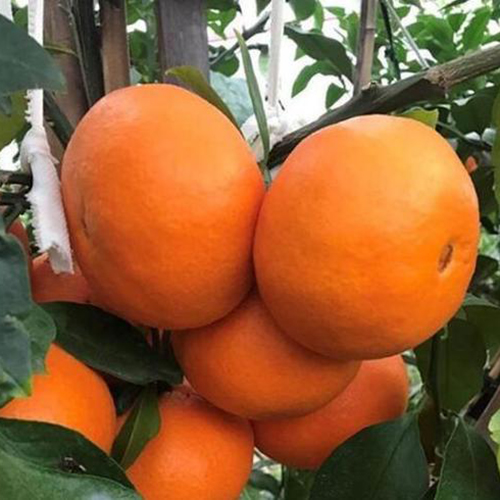 iphone11什么时候上市浙江象山正宗红美人什么时候上市