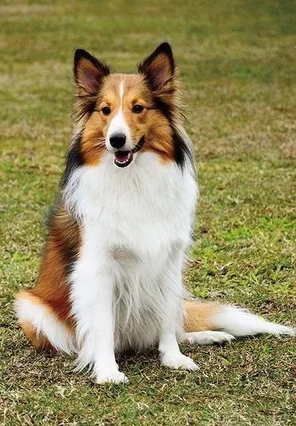 每日一狗柯利牧羊犬