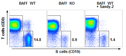 Anti-BAFF (mouse), mAb (blocking) (Sandy-2)