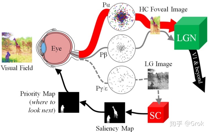 生物都是没有视觉的后来略微进化出一点感光细胞,有了 discriminated
