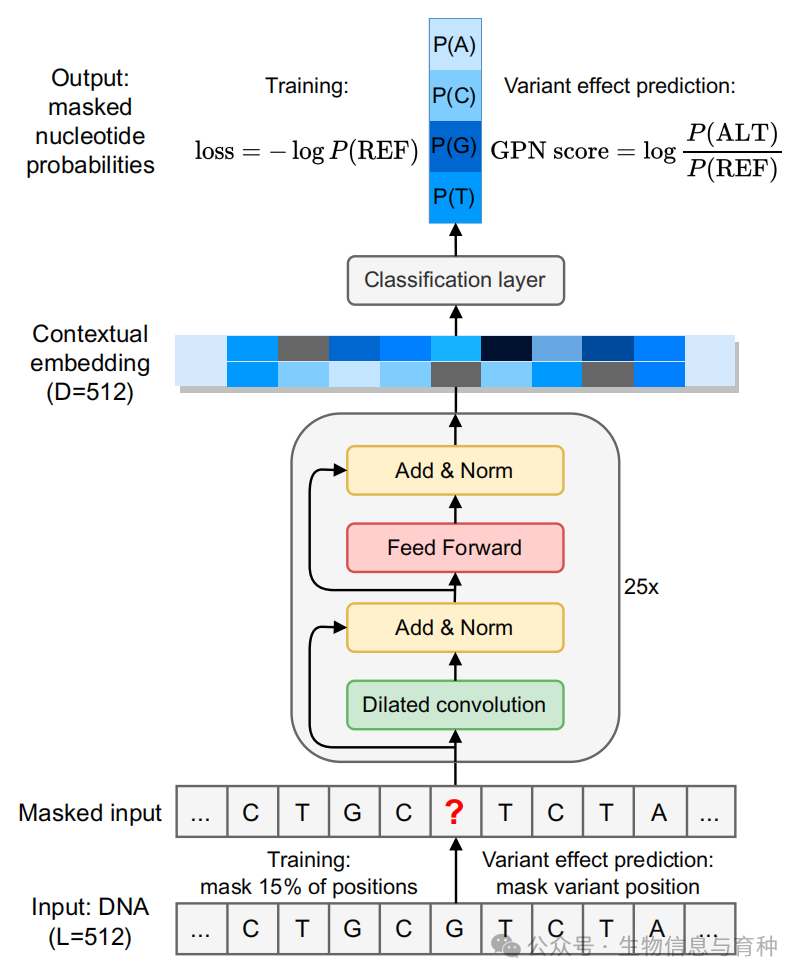 PNAS | 基因组预训练网络模型精准预测 DNA 突变_聚类_02