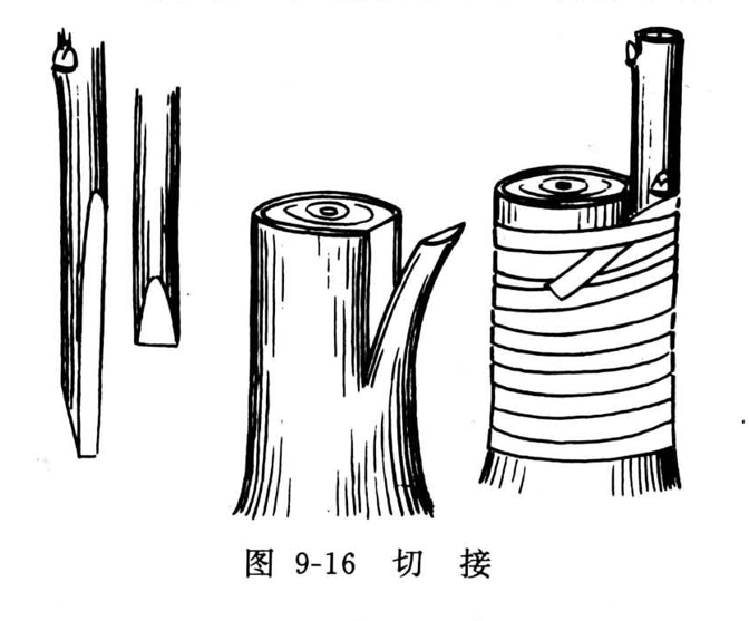 切接