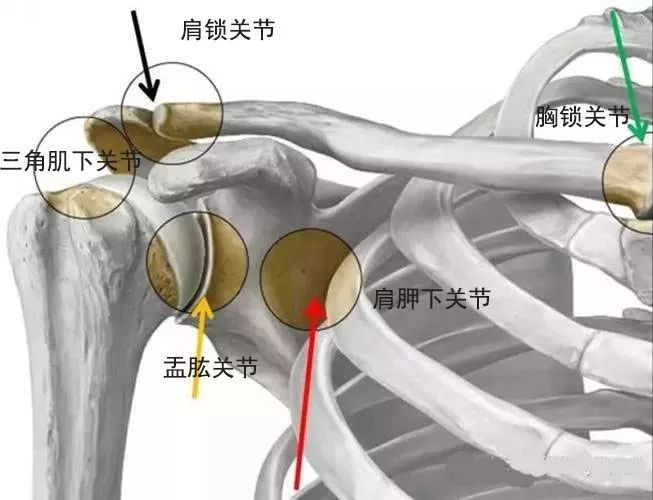 正常的肩锁关节图片图片