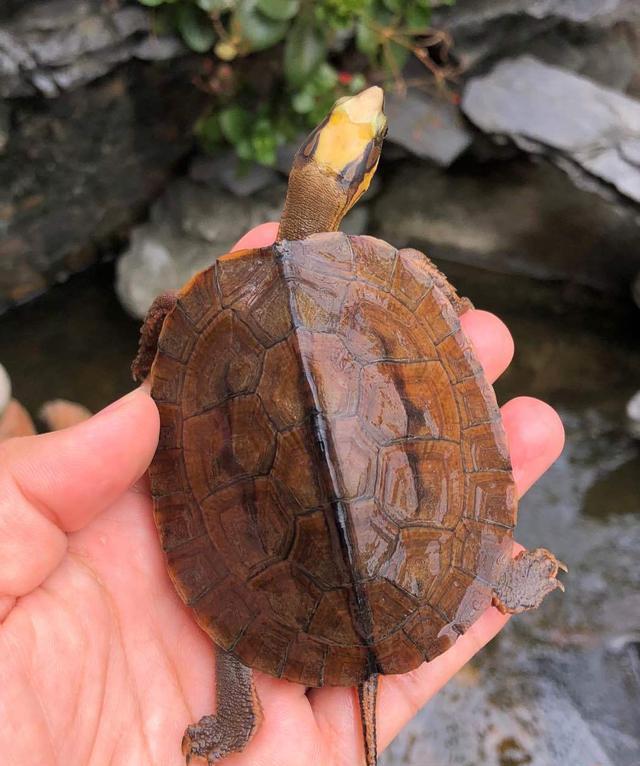 咱们说的金钱龟主要有三个品种,广东种,海南种,越南种.