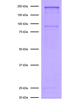 Epicypher热销产品——SMARCA2 Chromatin Remodeling Enzyme (Human BRM)