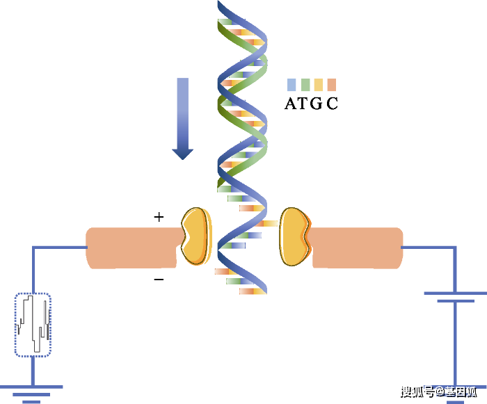PacBio和NanoPore两种三代测序仪的比较 - 程序员大本营