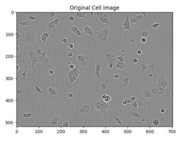 The original cell image in gray.