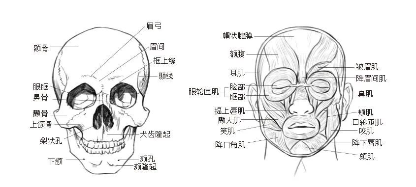 頭部是人體最重要的部位之一.頭部由頭顱和麵部兩部分組成.