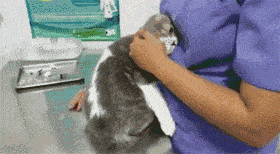 杭州默医宠物医院：猫咪应激，铲屎官一定要重视！