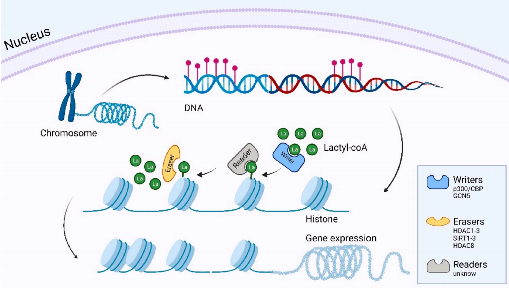 组蛋白乳酸化 | 调控蛋白Writers、Erasers和Readers_爱基百客-开放原子开发者工作坊