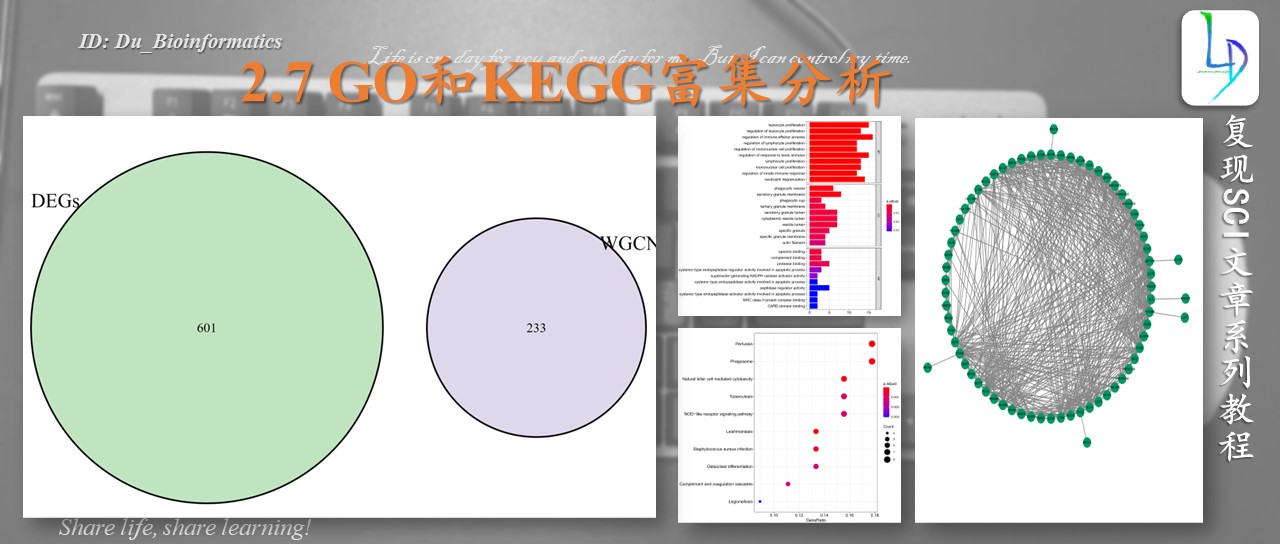 GO和KEGG<span style='color:red;'>富集</span><span style='color:red;'>分析</span>