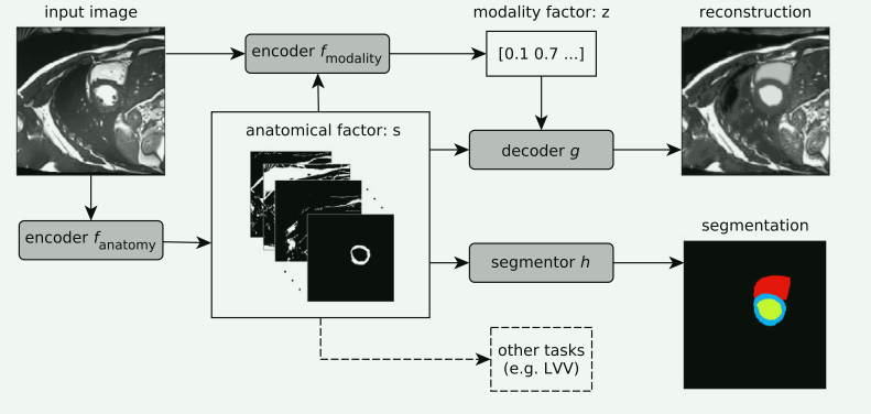 【论文阅读笔记】4篇Disentangled representation learning用于图像分割的论文