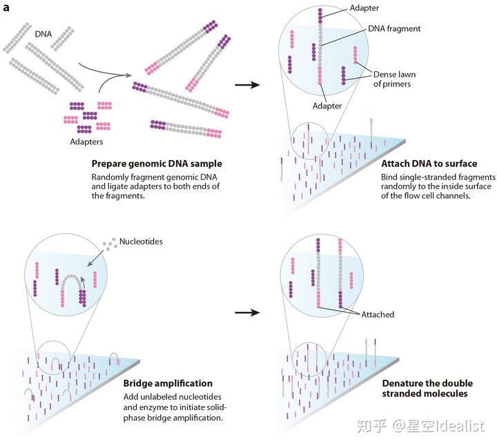 dna片段③桥式pcr扩增与变性——放大信号④测序——测序碱基转化为